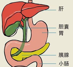 健康科普丨關(guān)于膽囊炎你了解多少？