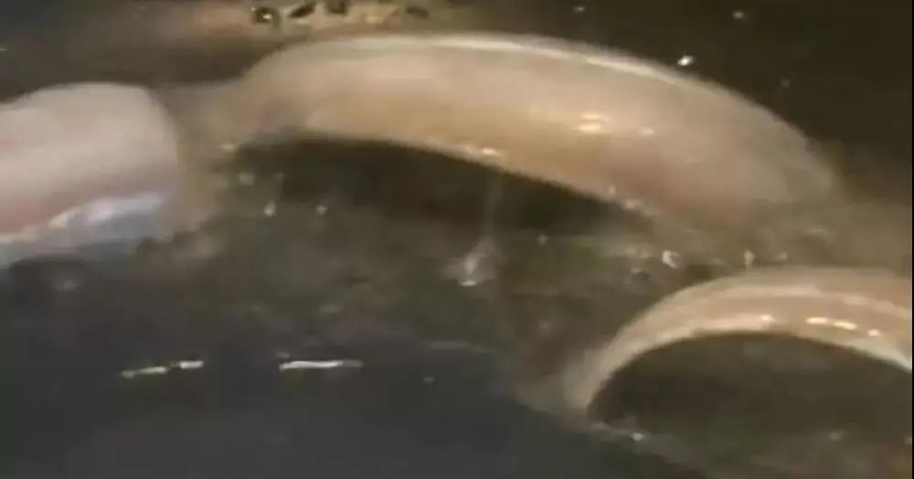 會(huì)爆炸的帶魚！這到底是什么情況？