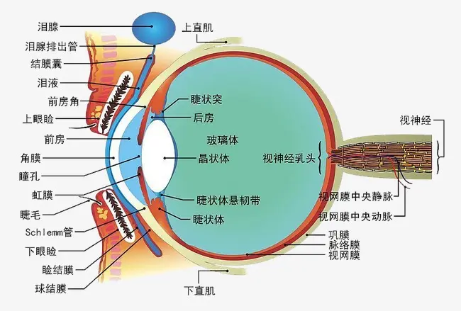 總感覺眼前有線條或氣泡？不要驚慌，就是飛蚊癥！