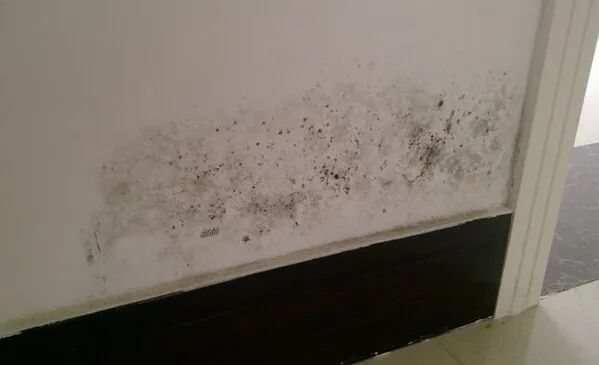 久咳不愈竟因家里的黑色霉菌？家中4個(gè)地方最容易長(zhǎng)霉菌，意想不到！
